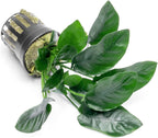 SubstrateSource Anubias Live Aquarium Plants - Potted Freshwater Plant for Fish Tanks, Terrariums - Beginner Friendly Low Light (Nana, 5 Pots)