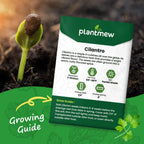 Cilantro Seeds 1 Pack