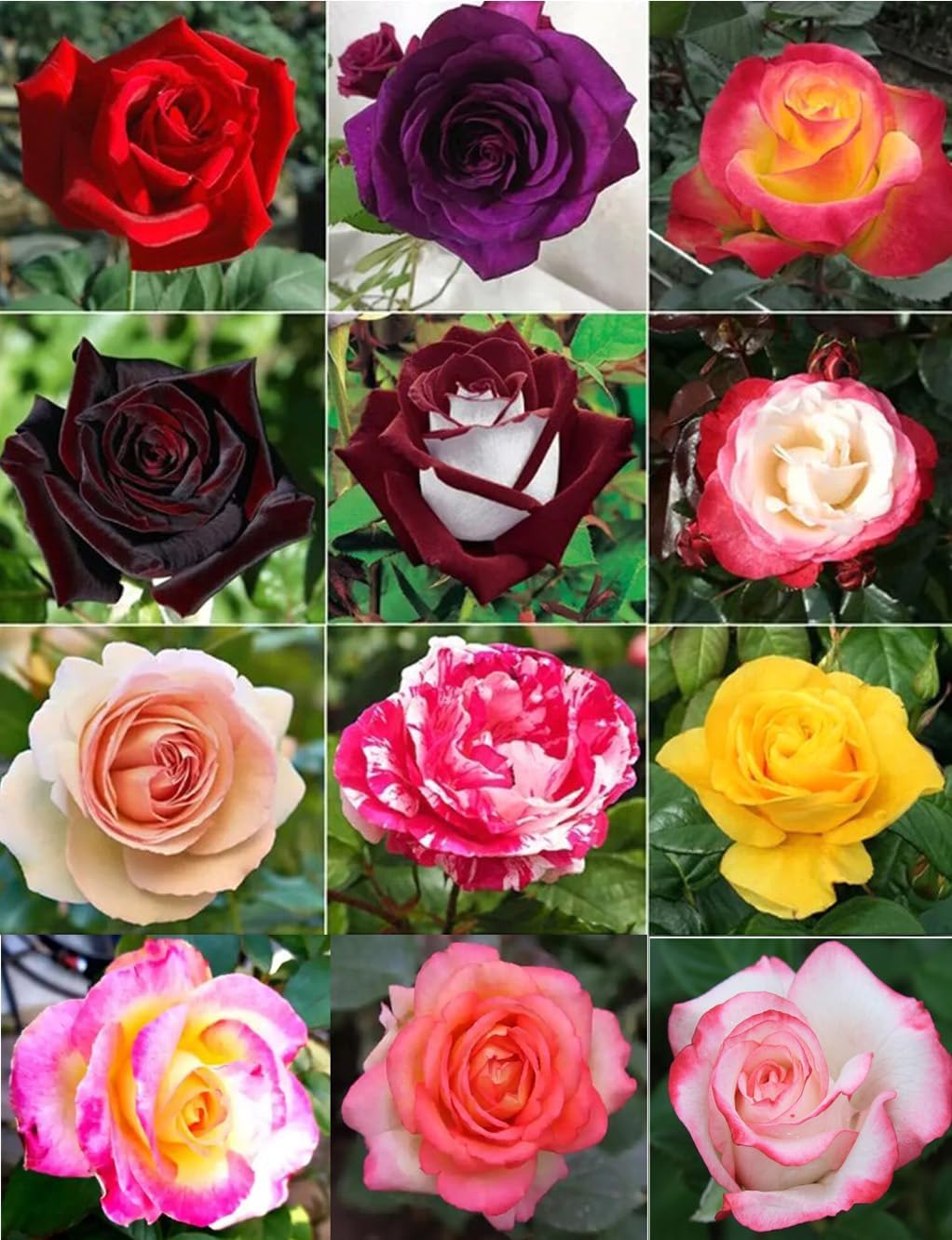 100PCS Dark Rose Mixed Color Rose Seeds Rare Garden Flower Seeds Heirloom