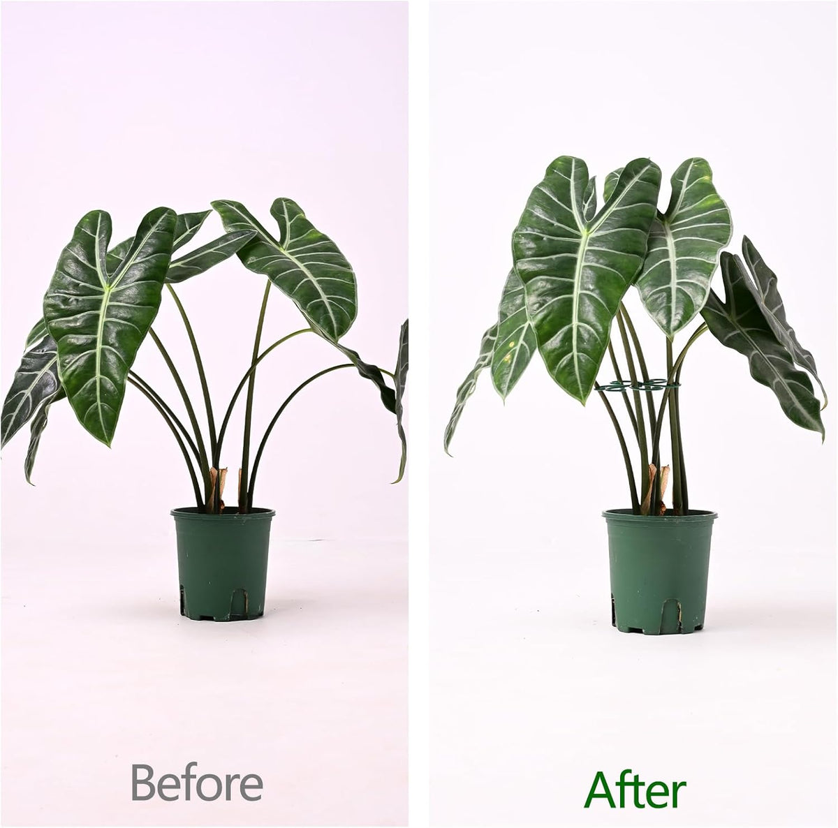 5PCS Monstera Plant Support Hook - 4.1 * 4.4IN, Durable Flexible Stabilizers for Indoor Plants, Metal Stem Supports and Leaf Holders, Easy Tool-Free Operation, Ideal for Fishbone Cactus Care