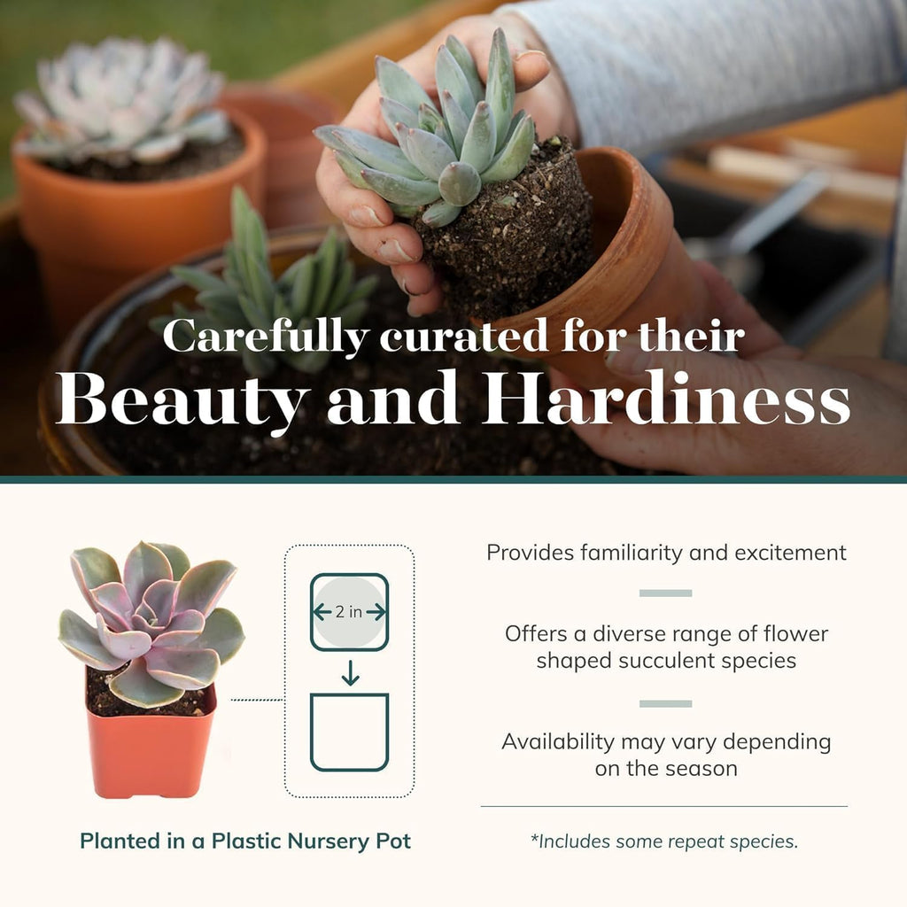 Shop Succulents Rosette Succulent Plant Pack Collection - Live Mini Succulent Plants, Low Maintenance, Floral Shaped Mix of Colors & Textures - Wedding and Party Favors, Gift & Garden, Pack of 6