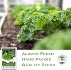 Dwarf Siberian Kale Seeds (Brassica oleracea) – 500+ Non-GMO & Heirloom Seeds for Planting, Cold-Hardy Leafy Green with Tender, Flavorful Leaves, by Isla’s Garden Seeds, Gift Idea