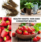 Albion Everbearing Strawberry Plants - Fruit Very Firm, Sweet, High Yields (20 Plants) Can Not Ship to California.