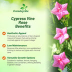 Outsidepride Rose Cypress Vine Seeds - 100 Pcs Annual Flower Seeds with Nectar-Rich, Star-Shaped Flowers & Feathery, Fern-Like Leaves for Fences, Trellises, Pergolas & Vertical Gardens