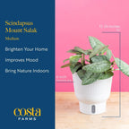 Costa Farms Scindapsus Mount Salak Live Plant in Self Watering Pot, Indoor Houseplant, Perfect for Home, Room, or Office Decor, Great House Warming or Birthday Gift, 12-14 Inches Tall