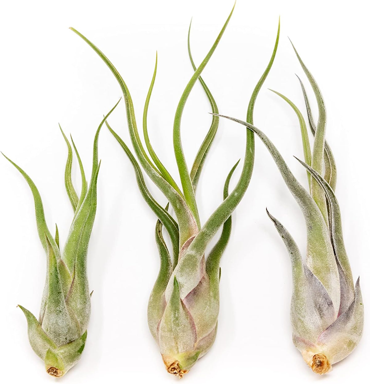 Tillandsia Caput Medusae Air Plants - Live Succulent House Plants - Available in Wholesale and Bulk - Home and Garden Decor - Easy Care Indoor/Outdoor Air Plant (Pack of 3)