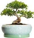 Bonsai Pots - 13 Inch Ceramic Succulent Pots for Indoor Outdoor, Large Shallow Planter with Drainage Hole and Saucer, Round Flower Succulent Planter, Patio Decor, Gifts for Women, Green