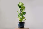 Fiddle Leaf Fig and House Plant Fertilizer Pellets |16-5-11 Slow Release Pellets for Seedlings and Mature Houseplants | Multi-Purpose Blend & Gardening Supplies| 5.2 oz Resealable Packaging