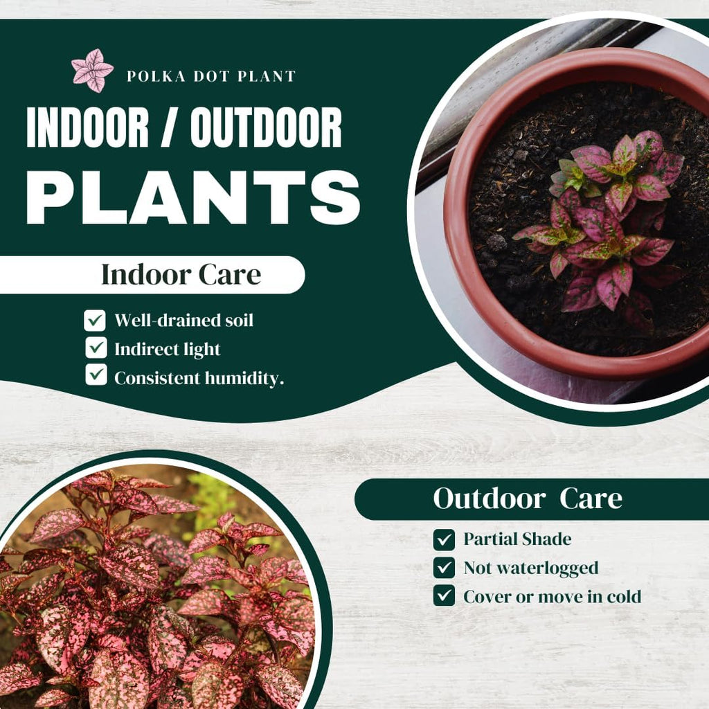 Polka Dot Plant (4-Pack) - Live Houseplants, Small Indoor Plants, Hypoestes Rose - Colorful, Air-Purifying House Plants
