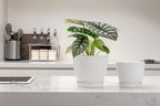Docrin Ceramic Plant Pots Indoor, 6.6 + 5.5 Inch Flower Pots with Drainage Holes and Saucer for Plants, Set of 2, Milky White Honeycomb