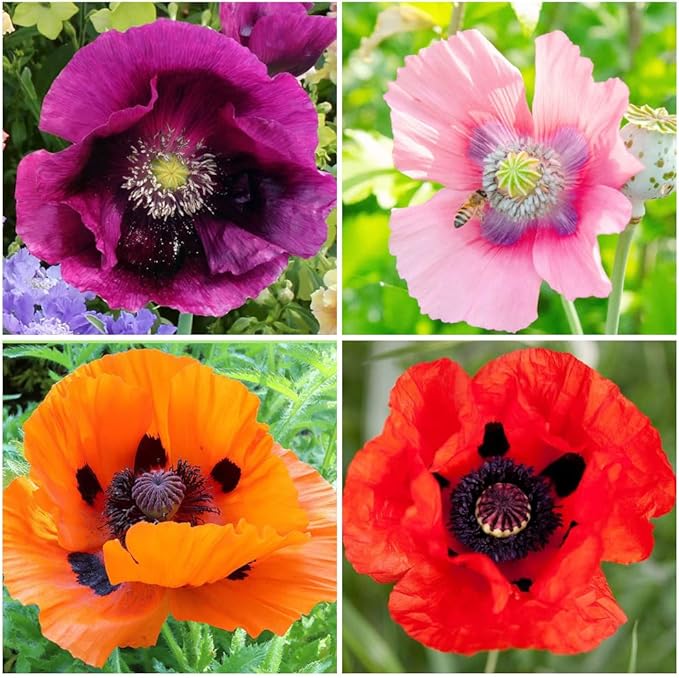 1000+ Perennial Poppy Flower Plant Seed Outdoor Fragrant Butterfly