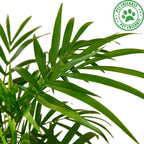 Parlor Palm Live Plant for Indoor | Different Houseplants in 4'' & 6'' Pot | Real House Plant for Living Room, Office, Desk & Bathroom | Neanthe Bella Palm | Chamaedorea elegans
