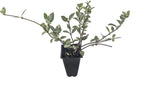 Variegated Asiatic Jasmine | 40 Live Plants | Trachelospermum Asiaticum | Fast Growing Ground Cover, Evergreen Foliage, Low Maintenance Vine, Landscaping Shrub, Drought Tolerant Plant