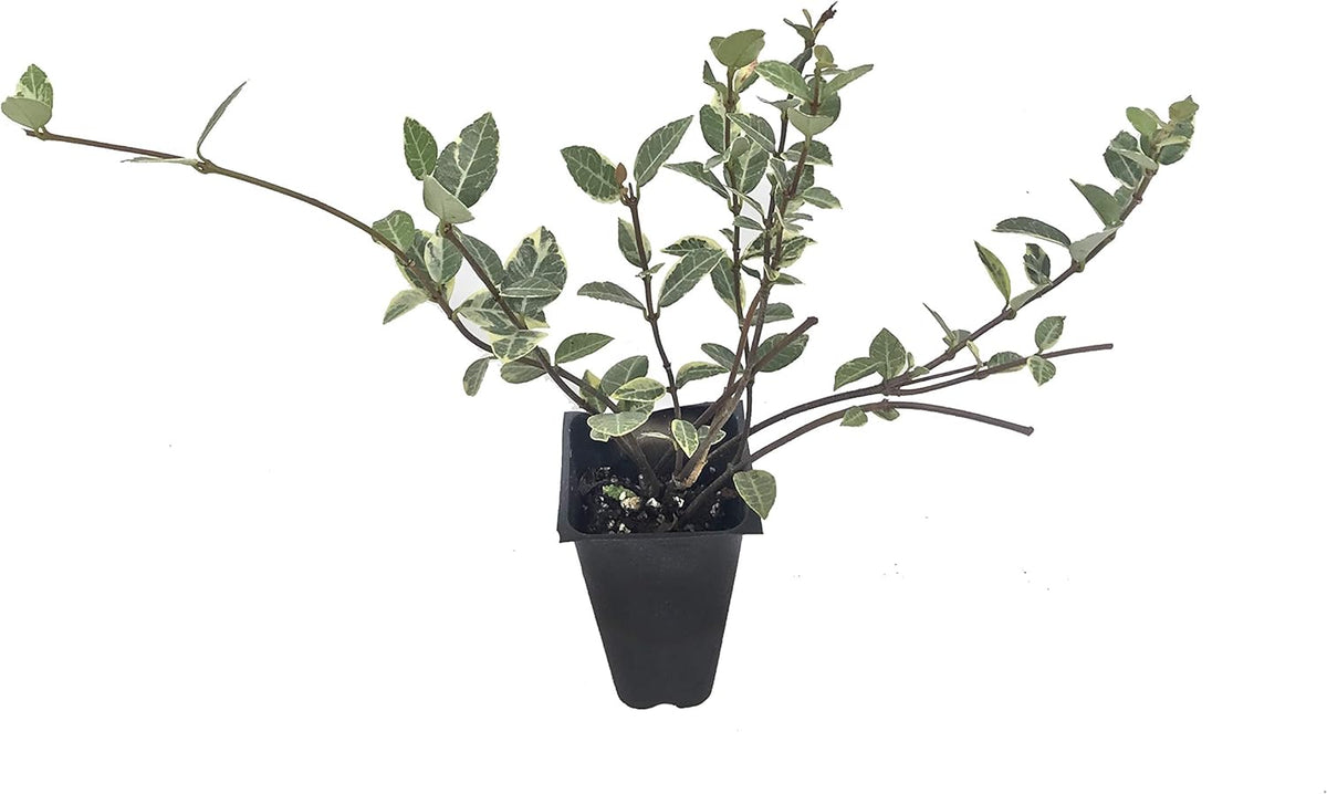 Variegated Asiatic Jasmine | 40 Live Plants | Trachelospermum Asiaticum | Fast Growing Ground Cover, Evergreen Foliage, Low Maintenance Vine, Landscaping Shrub, Drought Tolerant Plant