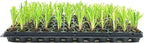 Dwarf Papyrus Plant | 3 Live Plants | Cyperus Shade & Wet Tolerant Aquatic Foliage