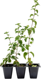 3 Lavender Lantana in 2.5” Nursery Cubes (Lantana montevidensis) | Evergreen Shrub for Hanging Baskets, Containers & Sunny Landscapes | Ready-to-Plant Live Starter Plants