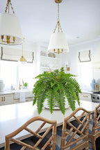 Hollyone Artificial Fern Plants in White Pot 25.5" Medium Artificial Boston Fern 31 Leaves for Outdoors & Indoor Faux Potted Plants Fake Ferns Bush Plant Patio Garden Farmhouse Porch Home Decor Green