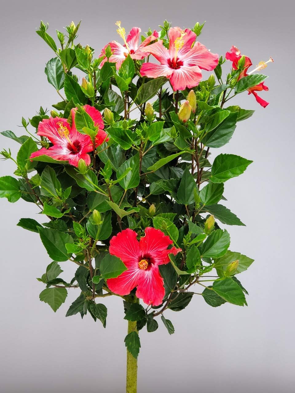 Hibiscus Tree Live - Pink Flowers - Tropical Plants of Florida - Overall Height 38" to 44" (Plant in Growers Pot)