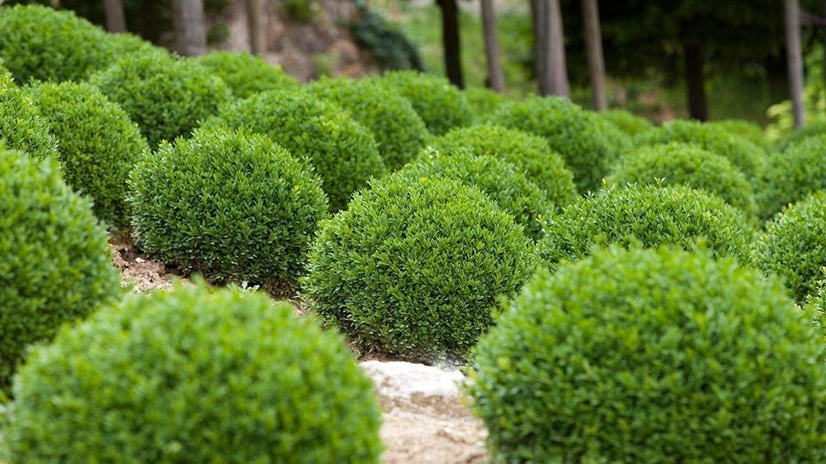 Winter Gem Boxwood | 5 Live 4 Inch Pots | Buxus Microphylla Japonica | Fast Growing Cold Hardy Formal Evergreen Shrub
