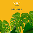 Costa Farms Monstera, Swiss Cheese Plant Live Plants in Decorative Pot,Large Indoor Houseplant, Perfect for Home, Room, or Office Decor, Great House Warming or Birthday Gift, 2-3 Feet Tall, Pack of 2