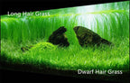 4 Bags Aquarium Plant S.e.e.ds, not Artificial Plastic Plant, Fish Tank Live Grass for All Substrate (0.36ozTiny+0.36oz Long+0.36oz Short+0.36oz Big Dual) ZQV-010
