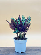 Rattlesnake Calathea Live Plant - Air Purifier, Colorful House Plant, Ideal for Home Decor and Room Decor - Rattlesnake for Indoor Plants, Calathea Lancifolia Prayer Plant