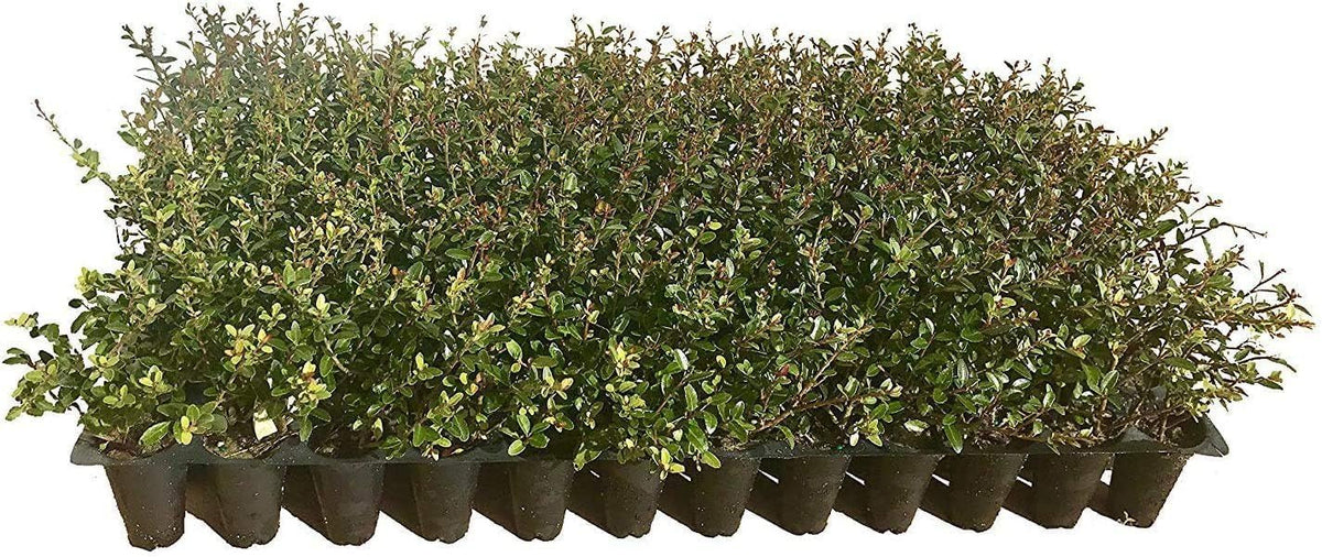 Dwarf Yaupon Holly | Ilex Schilling Stokes Vomitoria | 10 Live Plants | Drought Tolerant Low Maintenance Evergreen Hedge