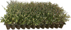 Dwarf Yaupon Holly | Ilex Schilling Stokes Vomitoria | 30 Live Plants | Drought Tolerant Low Maintenance Evergreen Hedge