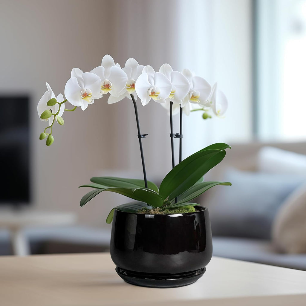 G EPGardening 6 Inch Planter - Ceramic Pot for Plants, Ceramic Planter with Drainage and Saucer, Round Flower Pot Indoor Outdoor, Modern Room Decor, Home Gifts, Black
