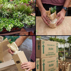 Maranta Red Prayer Live Plant for Indoor | Different Houseplants in 3'' Pot | Real House Plant for Living Room, Office, Desk & Bathroom | Prayer Plant
