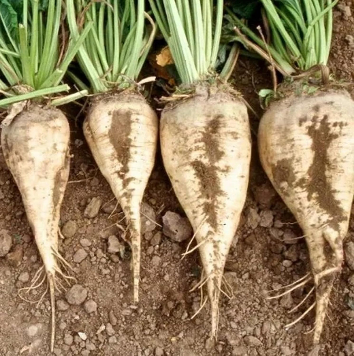 Beet Seeds for Planting - Plant & Grow Heirloom Beet Varieties Home Outdoor Vegetable Garden – Easy Grow Planting Packets, Beta vulgaris – 2 Packets of Each Variety