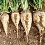 Sugar Beet Seeds for Planting – Plant & Grow Heirloom Sugar Beets in Home Outdoor Vegetable Garden, Beta vulgaris – 3 Packets