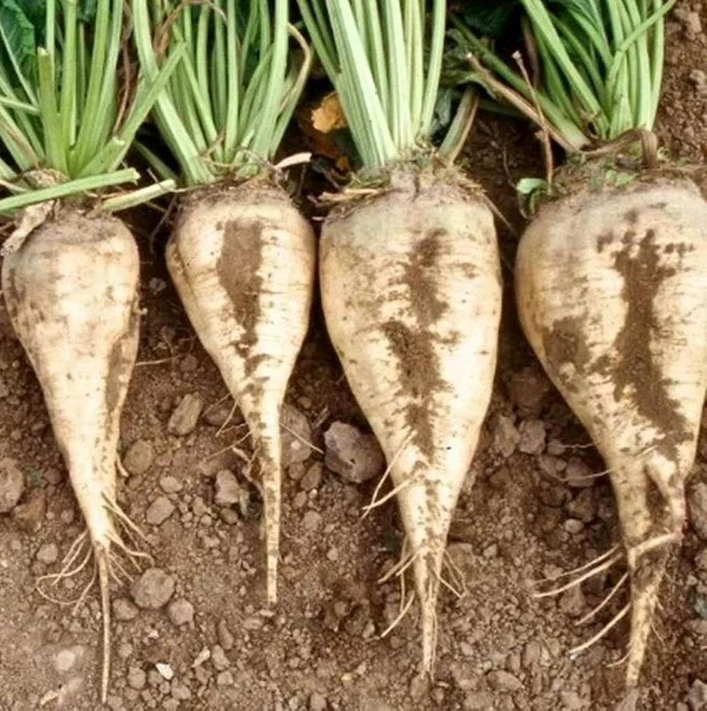 Sugar Beet Seeds for Planting – Plant & Grow Heirloom Sugar Beets in Home Outdoor Vegetable Garden, Beta vulgaris – 2 Packets