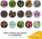 Costa Farms Succulent Plant, Live Indoor Mini Succulent Plant in Cute Succulents Plant Pot, Potting Soil Mix, Grower's Choice, Easy Grow Houseplant, Tabletop, Office, Room Decor, 2-Inches Tall