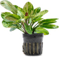 SubstrateSource Live Plants - Echinodorus ‘Hadi Red Pearl Variegated’ (Echinodorus sp.) - Low to Medium Light, Red Green Accent, Midground, Freshwater Aquatic Plant - Pot
