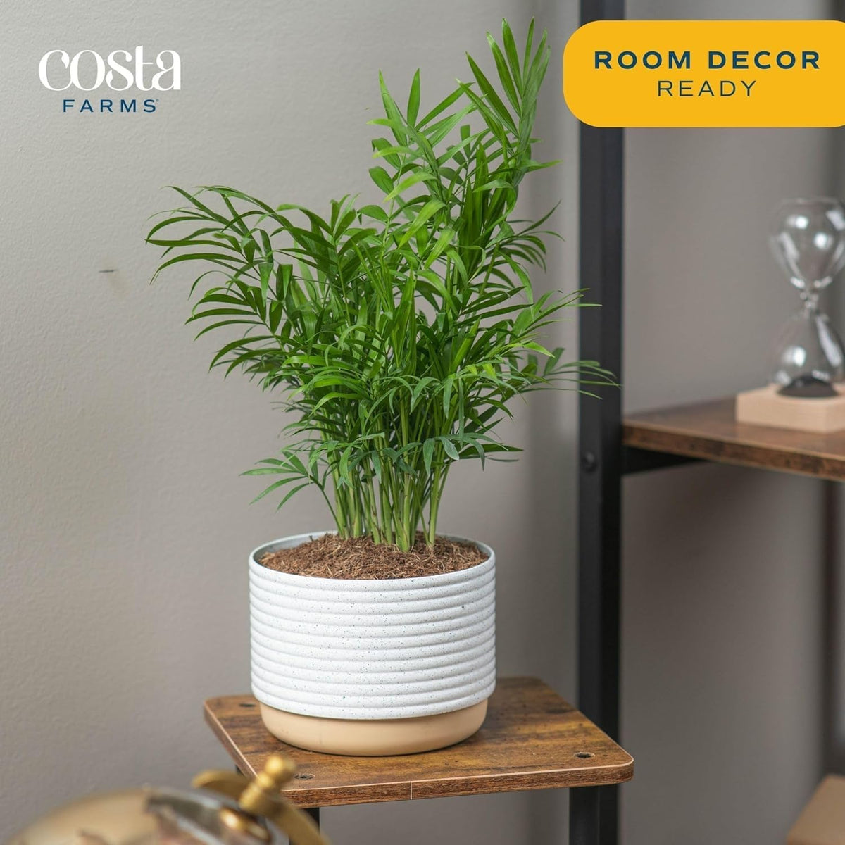Costa Farms Neanthebella Palm Parlor Palm Live Indoor Plant 12-Inches Tall, Ships in Grower's Pot