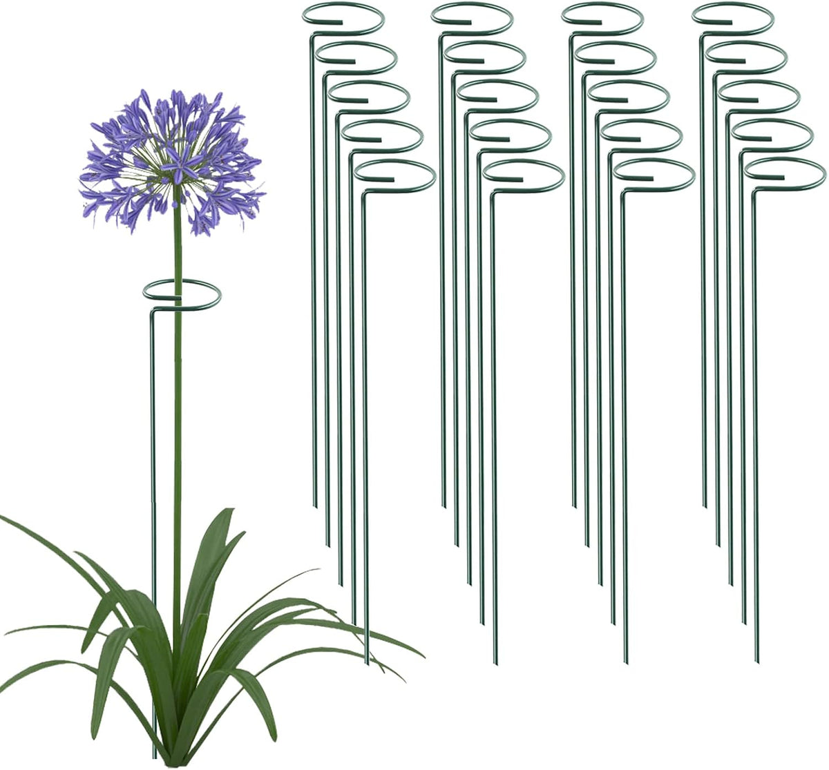 20 Pack 16 Inch Plant Support Stakes, Metal Single stemmed Flower Support Hoops，Garden Plant Stakes Plant Prop for Amaryllis Orchid Lily Rose Peony Tomatoes Gladiolus
