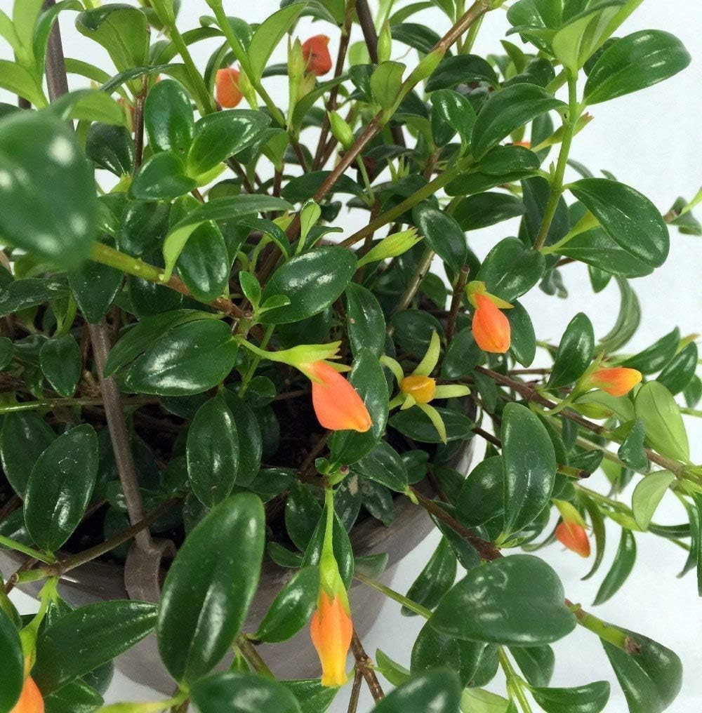 Premium Goldfish Plant - 6" Hanging Basket - Blooms Frequently!