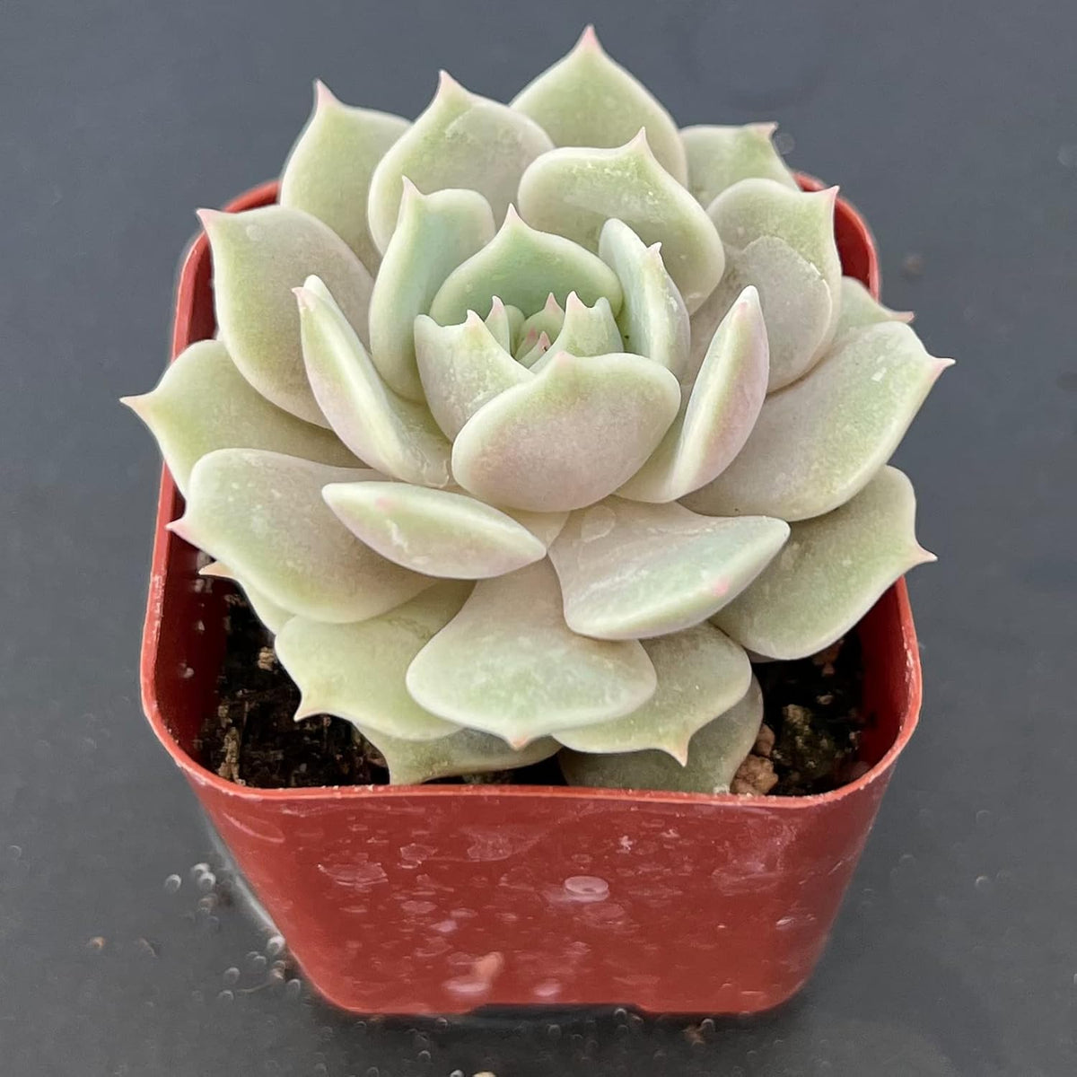 Sprout N Green 2in Echeveria Lola, 1 Pack Live Mini Succulent Plant Fully Rooted in Pot, Real House Plant for Indoor Outdoor Home Office Wedding Decoration DIY Projects Party Favor