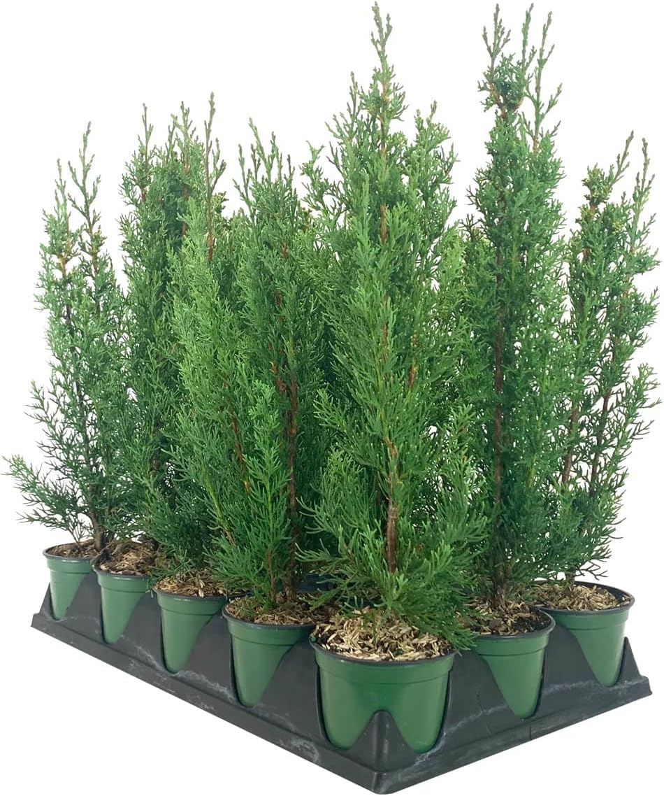 Italian Cypress Tree | 5 Live 4 Inch Pots | Cupressus Sempervirens | Formal Elegant Mediterranean Style Plants