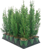 Italian Cypress Tree | 1 Live 4 Inch Pot | Cupressus Sempervirens | Formal Elegant Mediterranean Style Plants