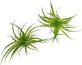 Live Air Plants - Tillandsia Geminiflora 1-3" - 2ct – ragnaroc Live Indoor Plant - Live Arrival Guaranteed - House Plants for Home Decor & Gift