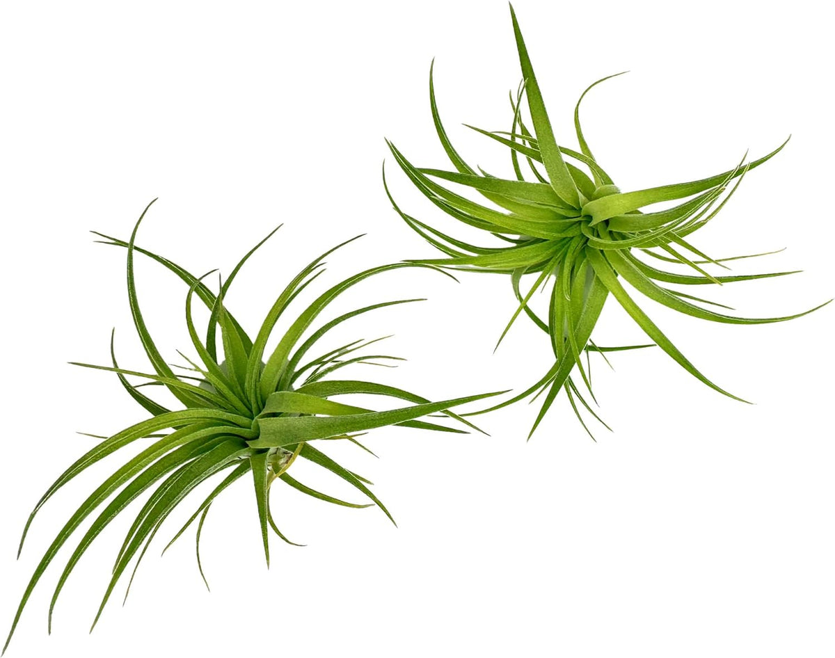 Live Air Plants - Tillandsia Geminiflora 1-3" - 2ct – ragnaroc Live Indoor Plant - Live Arrival Guaranteed - House Plants for Home Decor & Gift