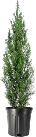 Italian Cypress | 2 Extra Large 3 Gallon Trees | Cupressus sempervirens | Narrow Evergreen Plants | Tall Privacy Landscaping | Upright Ornamental Outdoor Plant
