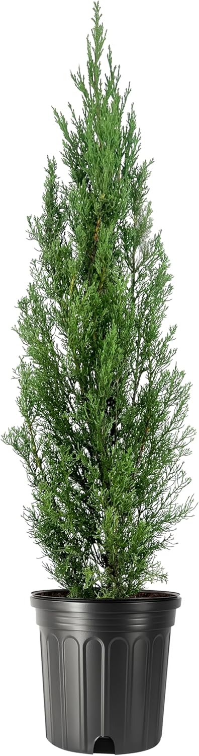 Italian Cypress | 1 Extra Large 3 Gallon Tree | Cupressus sempervirens | Narrow Evergreen Plants | Tall Privacy Landscaping | Upright Ornamental Outdoor Plant