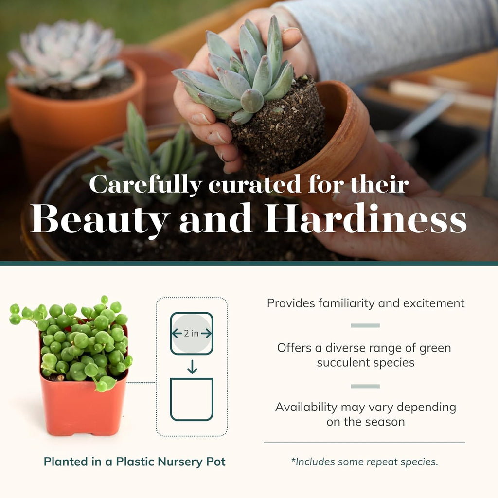 Shop Succulents Verde Succulent Plant Pack Bulk Collection - Live Mini Succulent Plants, Low Maintenance, Mix of Green Succulents & Textures - Wedding and Party Favors, Gift & Garden, Pack of 140
