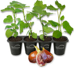 Olympian Fig Tree - 4 Live Starter Plants - Ficus Carica - Edible Fruit Tree for The Patio and Garden
