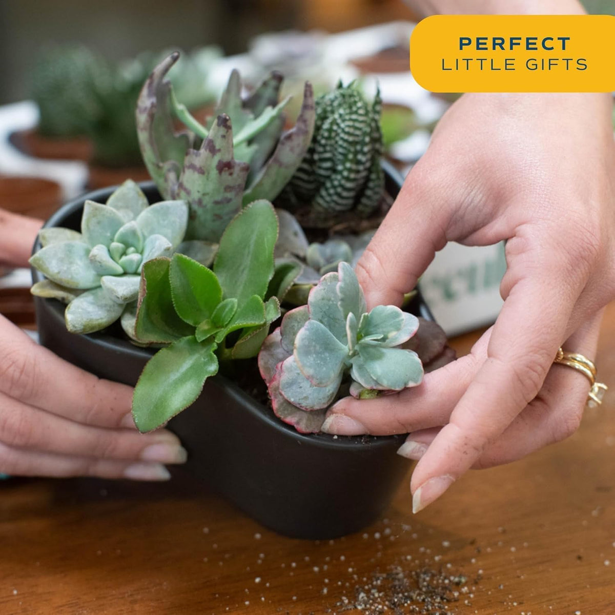 Costa Farms Live Succulent Plants (12-Pack), Mini Succulent Assortment Potted in Nursery Plant Pots, Grower's Choice Indoor Houseplants, Bulk Gift for Baby Shower, Wedding, Party, 2-Inches Tall
