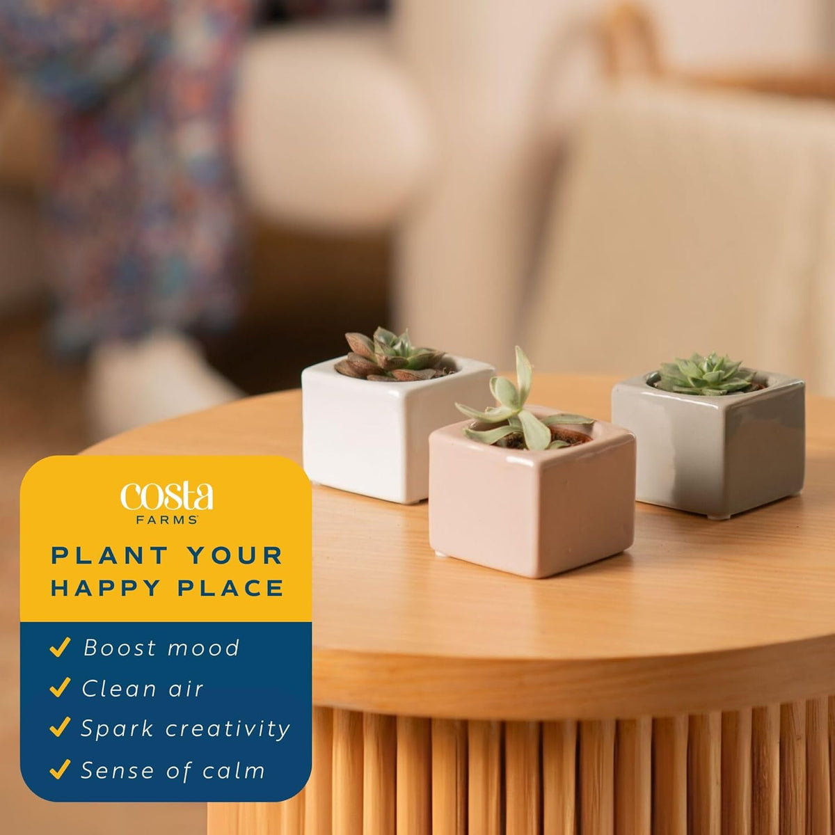 Costa Farms Mini Succulents (3-Pack), Assorted Live Indoor Succulent Plants in Cute Decor Planters, Grower's Choice Easy Care Houseplants, Tabletop, Office, Desk, or Room Decor, 2-Inches Tall, ceramic
