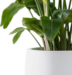 Kante 15.7" Dia Round Concrete Planter, Outdoor Indoor Garden Plant Pots with Drainage Hole and Rubber Plug, Modern Curvaceous Design, Pure White